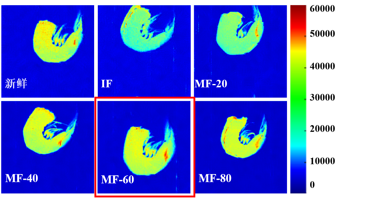 “星空登录入口（中国）杯”江南大学优秀案例解析|低场核磁共振分析用于磁场辅助冷冻对虾仁水分迁移的调控研究